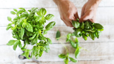 All About the Benefits of Basil