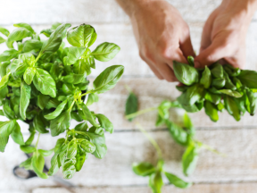 All About the Benefits of Basil