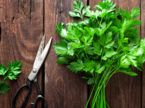 Everything You Need to Know About Parsley