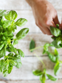 All About the Benefits of Basil