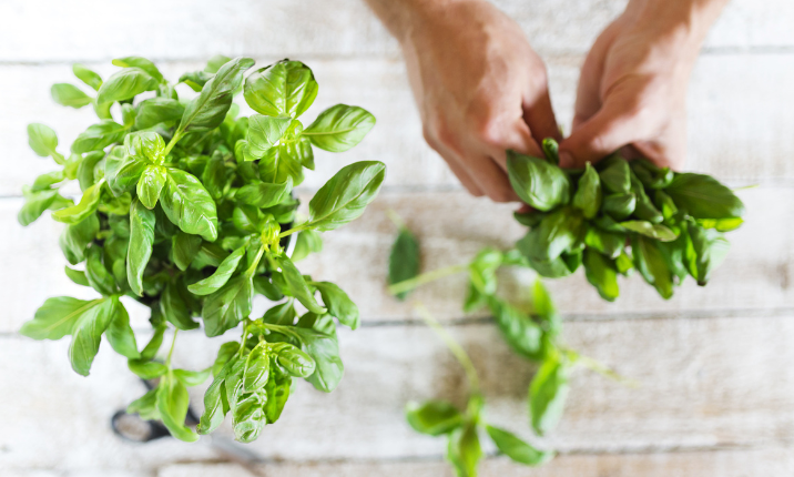 All About the Benefits of Basil