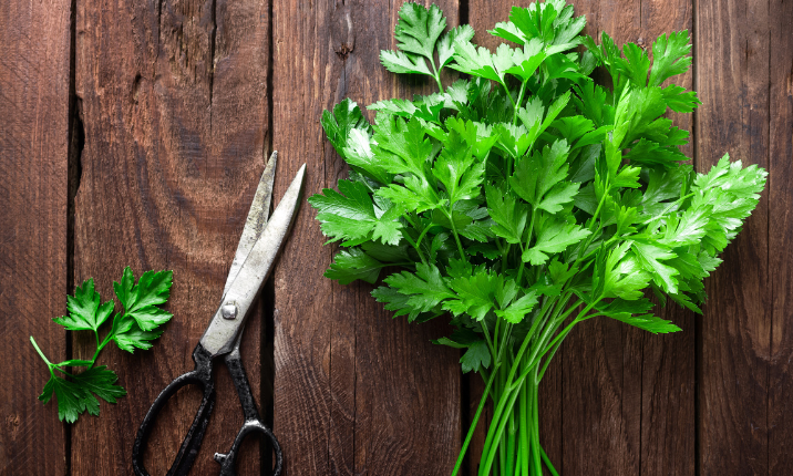 Everything You Need to Know About Parsley