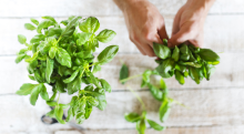 All About the Benefits of Basil