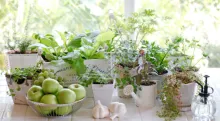 6 Best Fresh Summer Herbs to Use