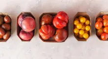 The Many Types of Tomatoes