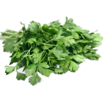 cilantro.png