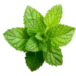 mint.png