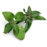 oregano.png