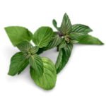 oregano.png