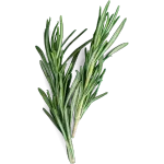 rosemary.png