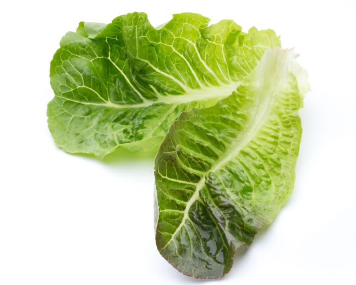 Lettuce for Wraps 